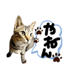 るぅ。の にゃんこ指定【はまやらわ】（個別スタンプ：30）