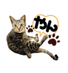 るぅ。の にゃんこ指定【はまやらわ】（個別スタンプ：31）