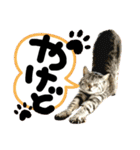 るぅ。の にゃんこ指定【はまやらわ】（個別スタンプ：32）