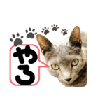 るぅ。の にゃんこ指定【はまやらわ】（個別スタンプ：33）
