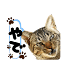 るぅ。の にゃんこ指定【はまやらわ】（個別スタンプ：34）