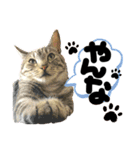 るぅ。の にゃんこ指定【はまやらわ】（個別スタンプ：35）