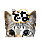 るぅ。の にゃんこ指定【はまやらわ】（個別スタンプ：37）