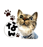 るぅ。の にゃんこ指定【はまやらわ】（個別スタンプ：38）