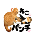 るぅ。の にゃんこ指定【はまやらわ】（個別スタンプ：40）