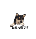 柴犬 黒柴 毎日デカ文字 可愛いフェル6（個別スタンプ：1）