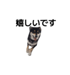 柴犬 黒柴 毎日デカ文字 可愛いフェル6（個別スタンプ：2）