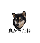 柴犬 黒柴 毎日デカ文字 可愛いフェル6（個別スタンプ：3）