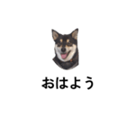 柴犬 黒柴 毎日デカ文字 可愛いフェル6（個別スタンプ：4）