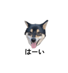 柴犬 黒柴 毎日デカ文字 可愛いフェル6（個別スタンプ：5）