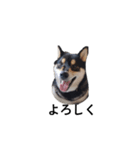 柴犬 黒柴 毎日デカ文字 可愛いフェル6（個別スタンプ：6）