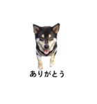 柴犬 黒柴 毎日デカ文字 可愛いフェル6（個別スタンプ：8）
