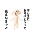 関西弁♡エッホエッホプードル（個別スタンプ：3）