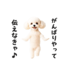 関西弁♡エッホエッホプードル（個別スタンプ：19）