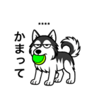 名前入りハスキーブラック（個別スタンプ：17）