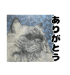 納期と戦う猫たち - 山田猫 vol.17（個別スタンプ：4）