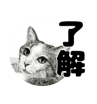 納期と戦う猫たち - 山田猫 vol.17（個別スタンプ：6）