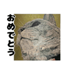 納期と戦う猫たち - 山田猫 vol.17（個別スタンプ：13）