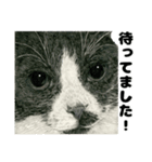 納期と戦う猫たち - 山田猫 vol.17（個別スタンプ：18）