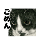 納期と戦う猫たち - 山田猫 vol.17（個別スタンプ：20）