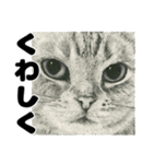 納期と戦う猫たち - 山田猫 vol.17（個別スタンプ：22）