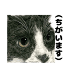 納期と戦う猫たち - 山田猫 vol.17（個別スタンプ：27）