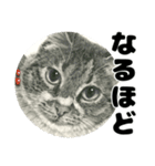 納期と戦う猫たち - 山田猫 vol.17（個別スタンプ：31）