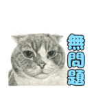 納期と戦う猫たち - 山田猫 vol.17（個別スタンプ：40）