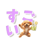 見やすい！トイプードルのでか文字スタンプ（個別スタンプ：15）