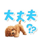 見やすい！トイプードルのでか文字スタンプ（個別スタンプ：17）