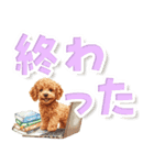 見やすい！トイプードルのでか文字スタンプ（個別スタンプ：19）