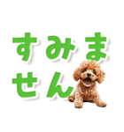 見やすい！トイプードルのでか文字スタンプ（個別スタンプ：25）