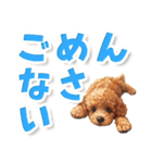 見やすい！トイプードルのでか文字スタンプ（個別スタンプ：26）