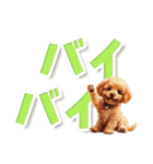 見やすい！トイプードルのでか文字スタンプ（個別スタンプ：31）