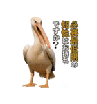 なかよしどうぶつ図鑑(毒吐くペリカンさん)（個別スタンプ：1）