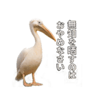 なかよしどうぶつ図鑑(毒吐くペリカンさん)（個別スタンプ：3）