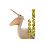 なかよしどうぶつ図鑑(毒吐くペリカンさん)（個別スタンプ：11）