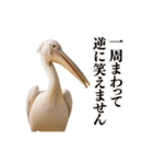 なかよしどうぶつ図鑑(毒吐くペリカンさん)（個別スタンプ：21）
