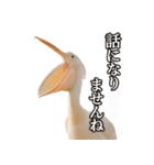 なかよしどうぶつ図鑑(毒吐くペリカンさん)（個別スタンプ：28）