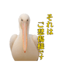 なかよしどうぶつ図鑑(毒吐くペリカンさん)（個別スタンプ：31）