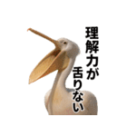 なかよしどうぶつ図鑑(毒吐くペリカンさん)（個別スタンプ：35）