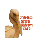 なかよしどうぶつ図鑑(毒吐くペリカンさん)（個別スタンプ：37）