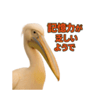 なかよしどうぶつ図鑑(毒吐くペリカンさん)（個別スタンプ：38）
