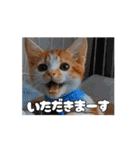 私の毎日の挨拶①（個別スタンプ：1）