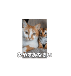 私の毎日の挨拶①（個別スタンプ：4）