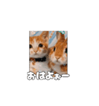私の毎日の挨拶①（個別スタンプ：5）