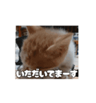 私の毎日の挨拶①（個別スタンプ：6）