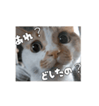 私の毎日の挨拶①（個別スタンプ：7）