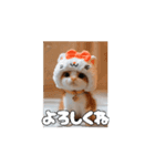 私の毎日の挨拶①（個別スタンプ：9）
