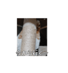 私の毎日の挨拶①（個別スタンプ：10）